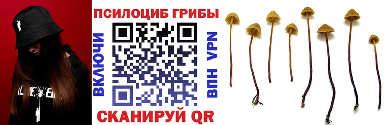 Купить закладки  Каргат  Псилоцибиновые грибы мицелий 